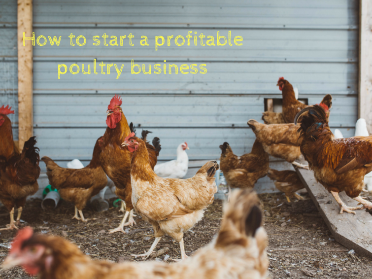 organic poultry farming pdf free range chicken farming business plan